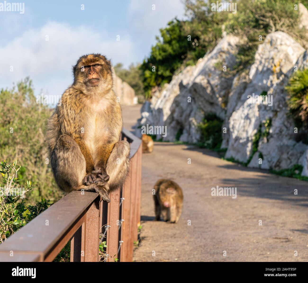Scimmie Di Macaco Di Barbary Che Si Siedono Su Un Recinto, Gibilterra Con  Il Mare Un Giorno Soleggiato Fotografia Stock - Immagine di montagna,  animale: 110630278