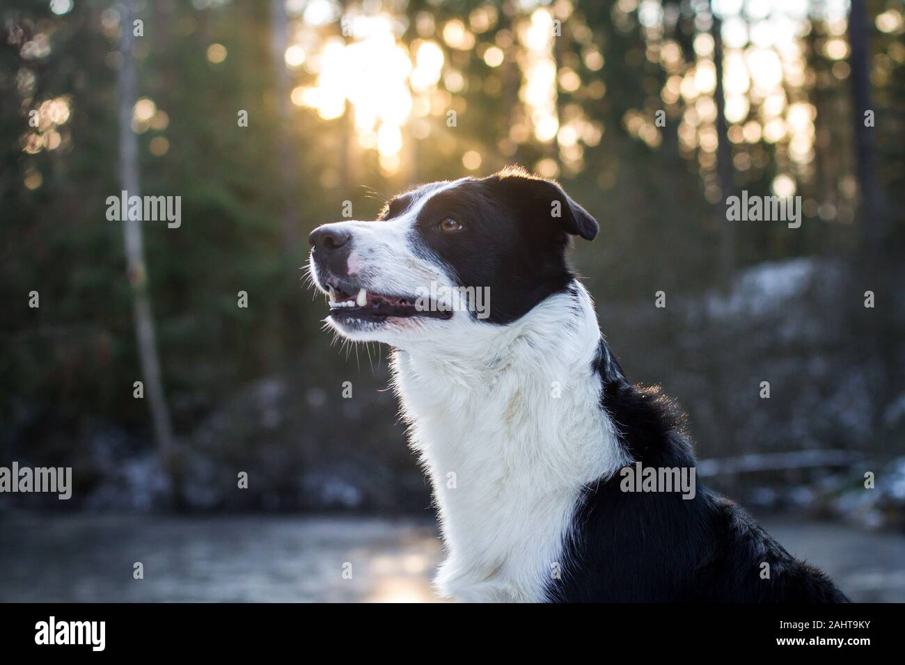 Ritratto di un Collie Di Confine contro il sole Foto Stock