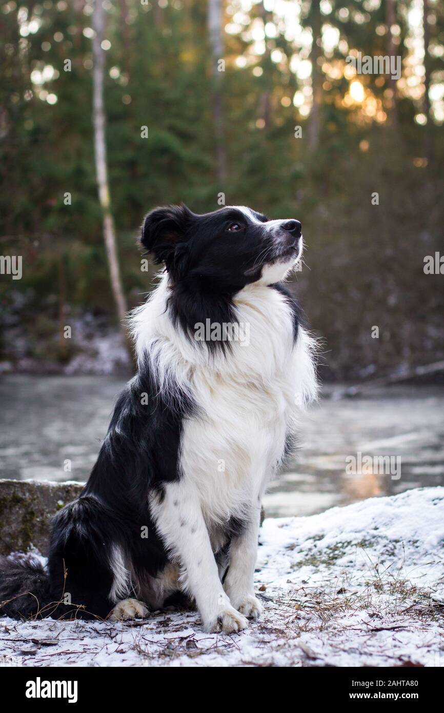 Ritratto di un Collie Di Confine seduto, contro il sole Foto Stock