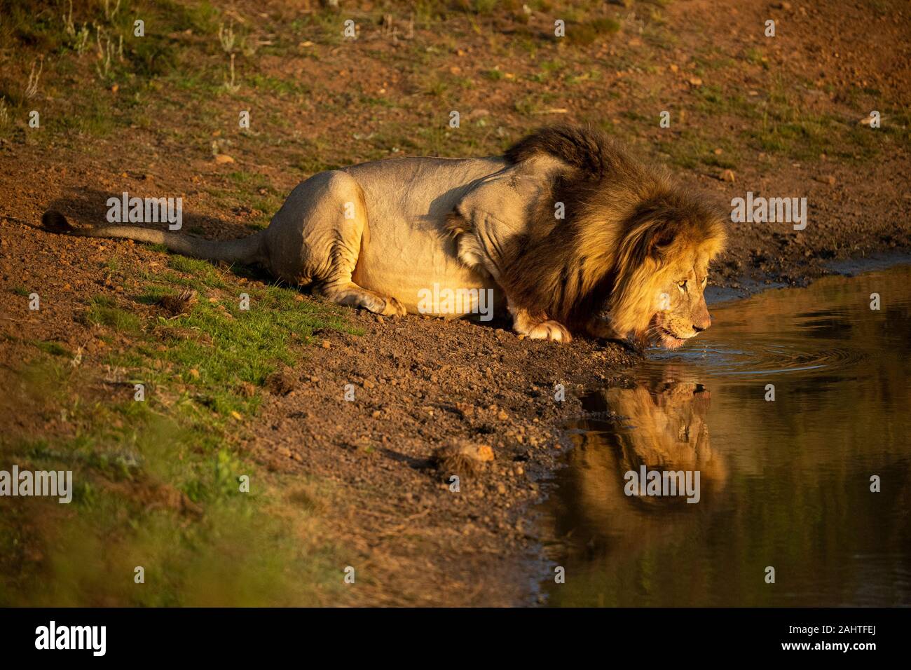 Maschio di leone, potabile Panthera leo, Gondwana Game Reserve, Sud Africa Foto Stock