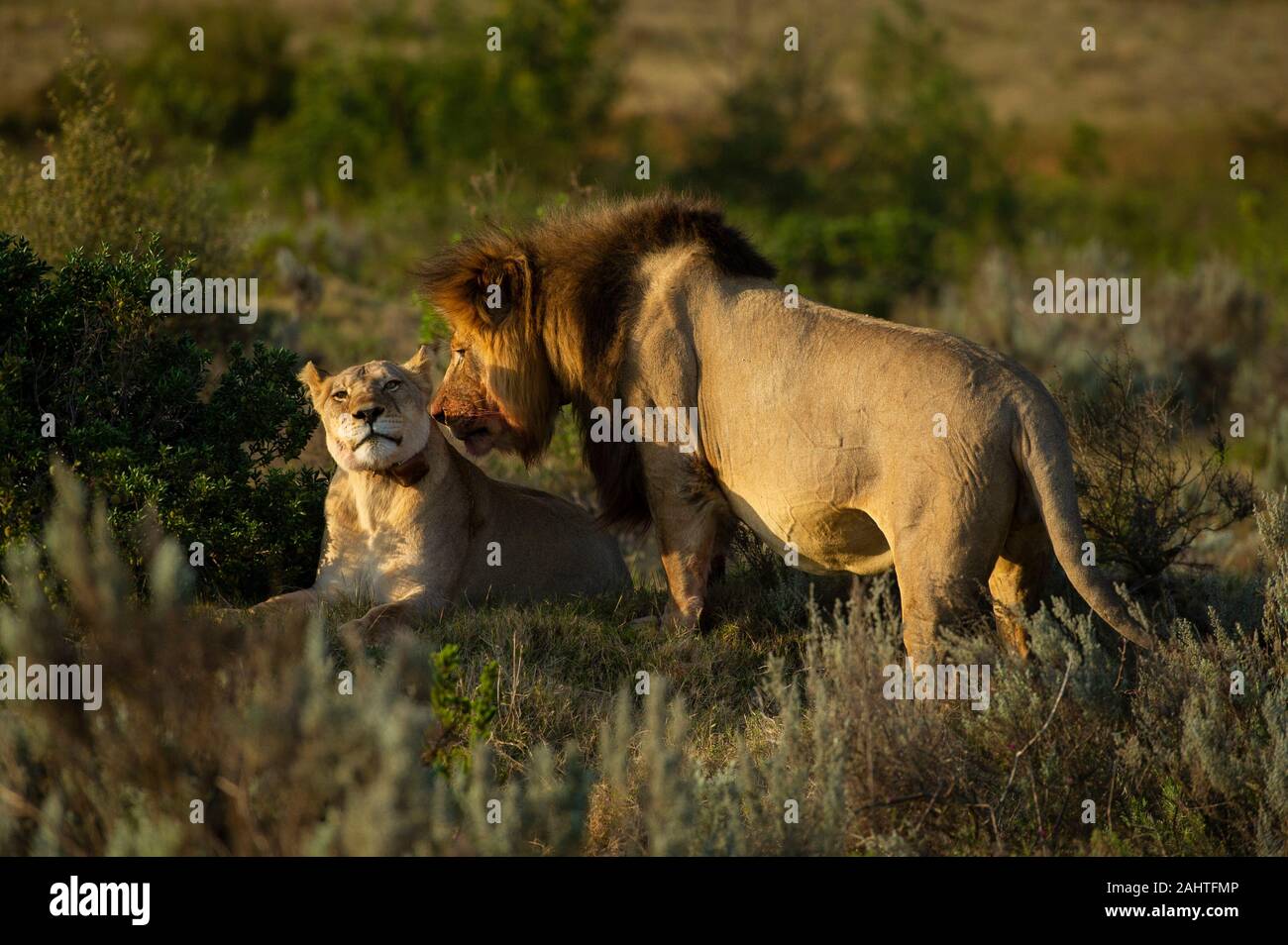 I Lions, Panthera leo, Gondwana Game Reserve, Sud Africa Foto Stock