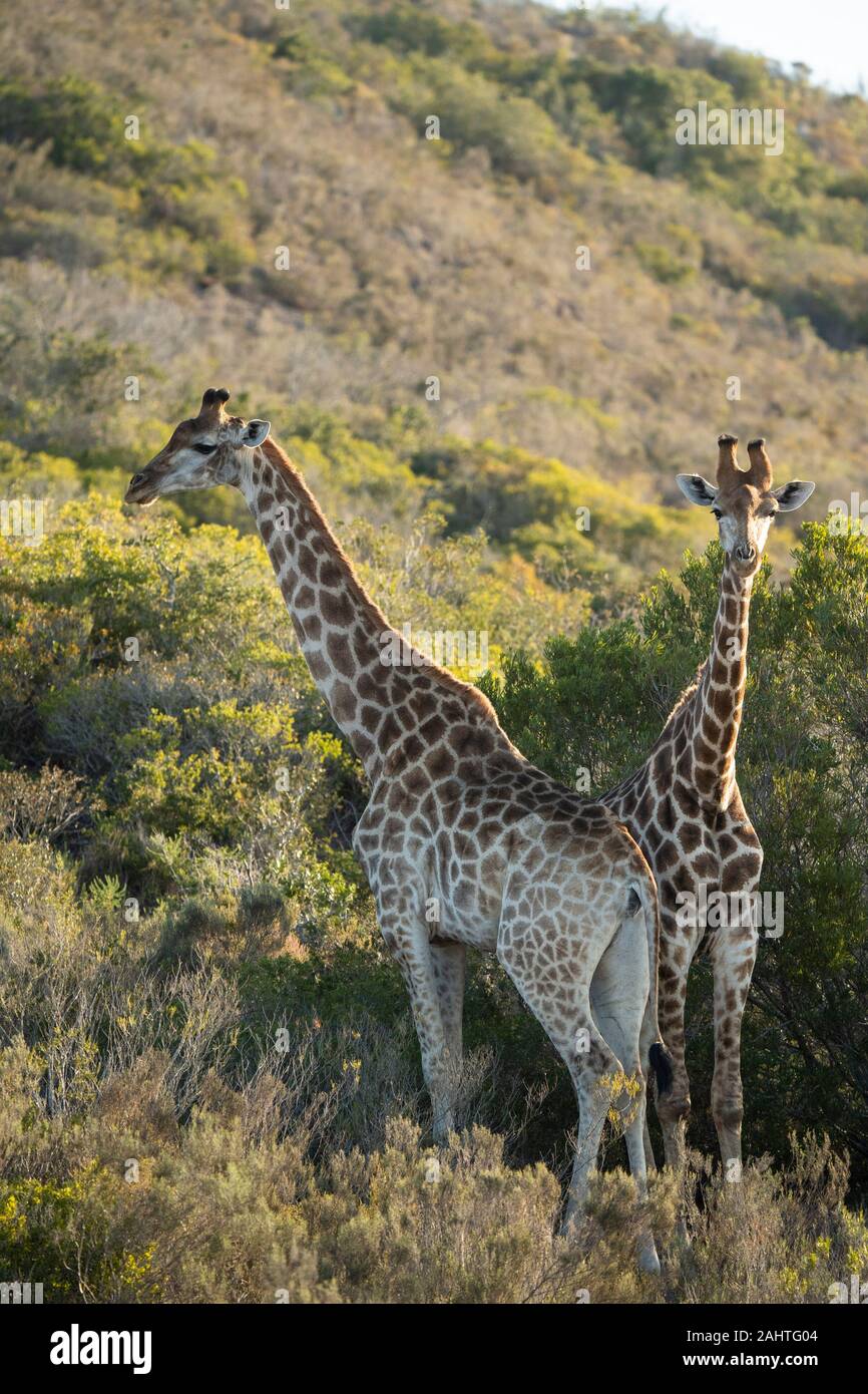 Southern giraffe, Giraffa camelopardalis giraffa, Gondwana Game Reserve, Sud Africa Foto Stock