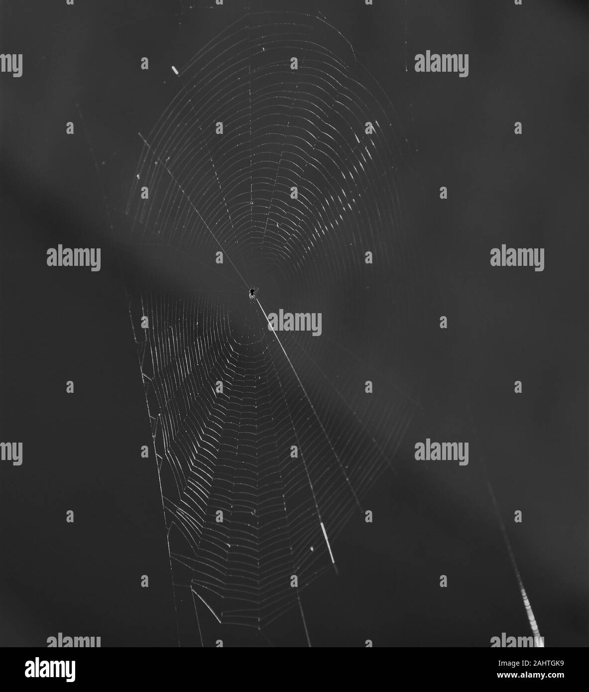 Spider Web con Spider splende nella luce del sole all'alba in bianco e nero Foto Stock