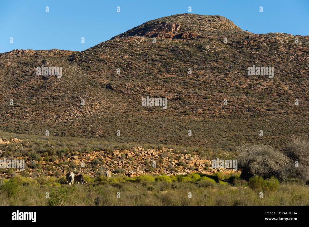 Common eland, Tragelaphus oryx, Aquila Private Game Reserve, Sud Africa Foto Stock