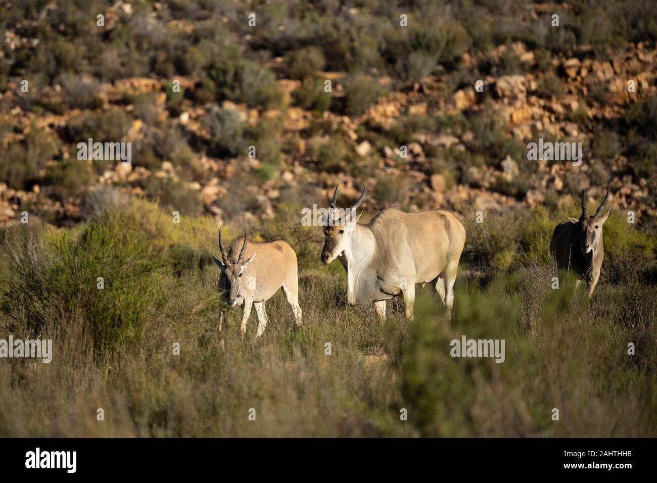 Common eland, Tragelaphus oryx, Aquila Private Game Reserve, Sud Africa Foto Stock