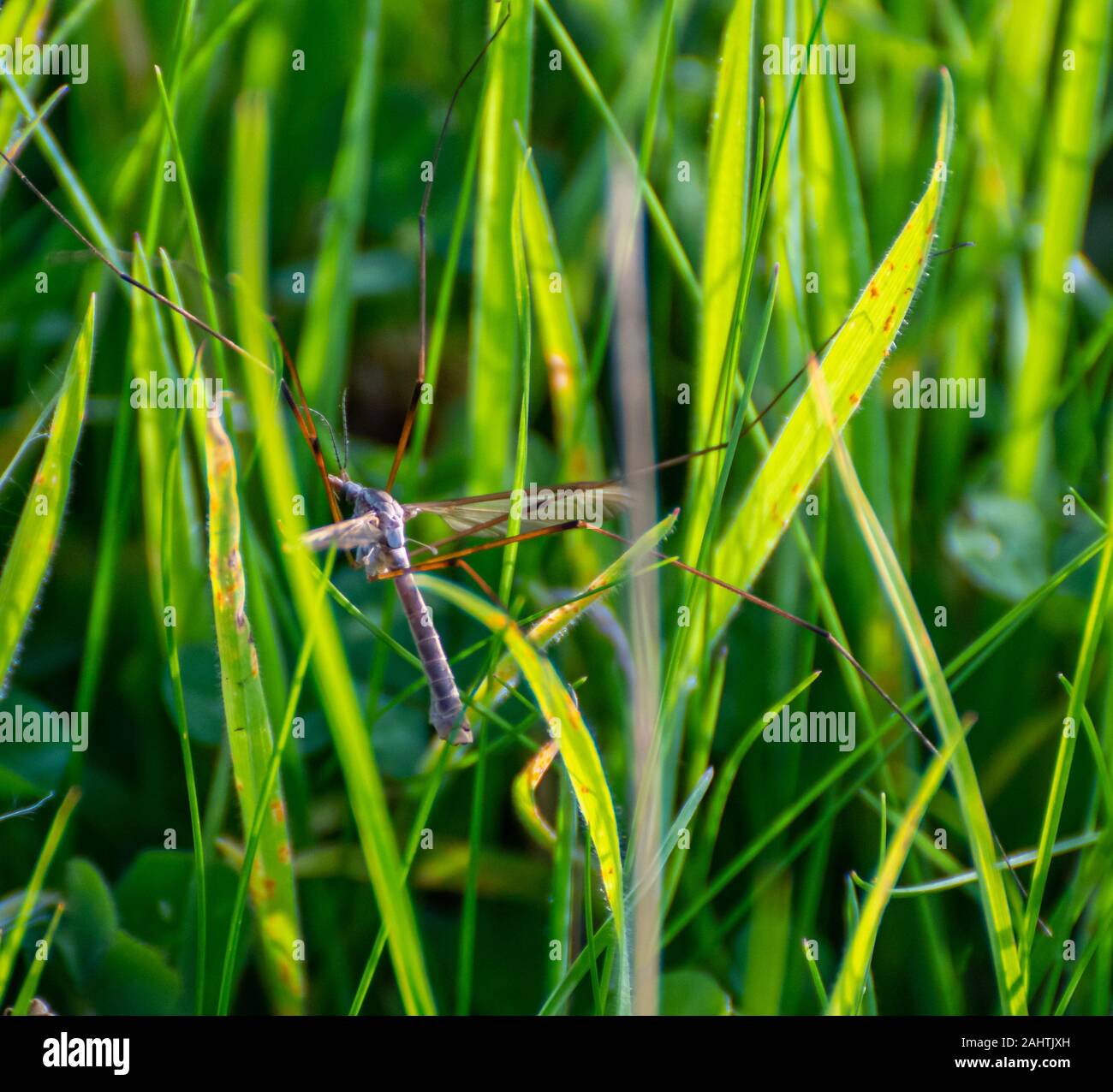 Un blu a forma di libellula dasher in appoggio sulle lame di erba in un campo nel Costwolds Foto Stock
