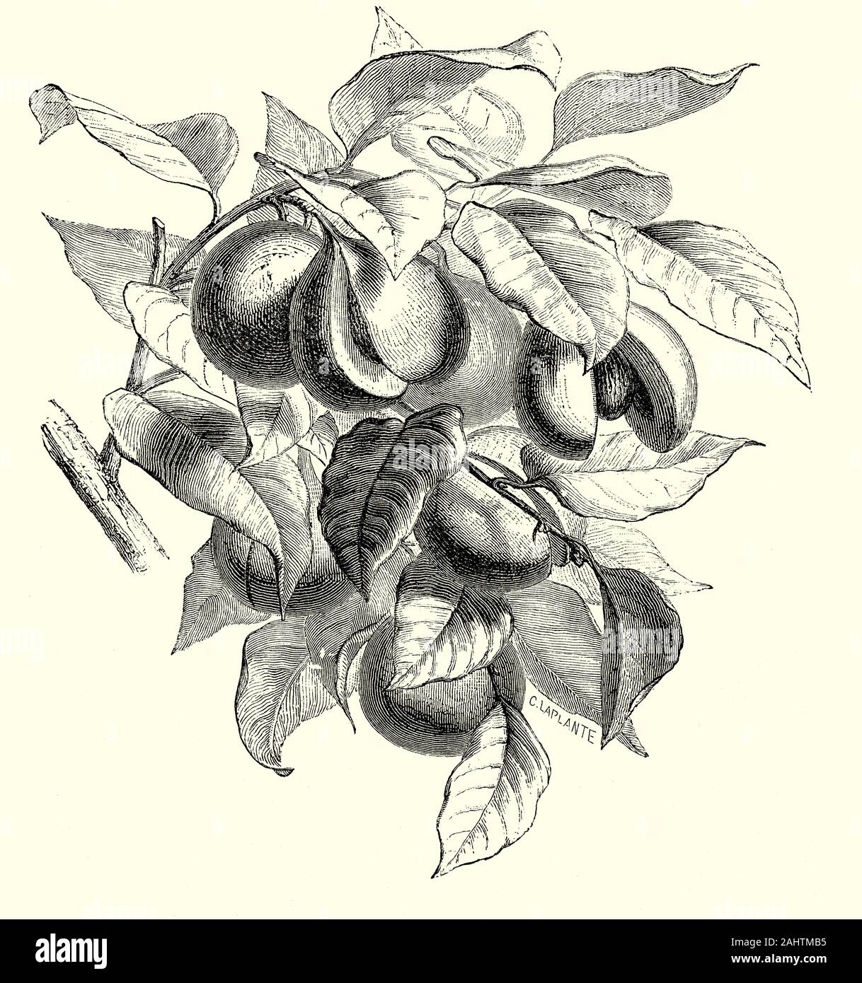 I semi della noce moscata (Myristica moschata), un nativo delle Indie Orientali, è attualmente coltivato in misura limitata nelle Indie Occidentali e America tropicale. Il frutto della copertura esterna è spessa e carnosa, e diventa coriacea e secca come la maturazione. All interno di questo è un colore rossastro o arancione aril, sottile, liscia, e variamente split, che è noto in commercio come macis. Entro il macis e strettamente coperto da un sottile guscio, è il seme del frutto che è la noce moscata di commercio. Noce moscata e macis sono il riscaldamento di spezie, di tipo diffusivo e moderatamente stimolante. Foto Stock