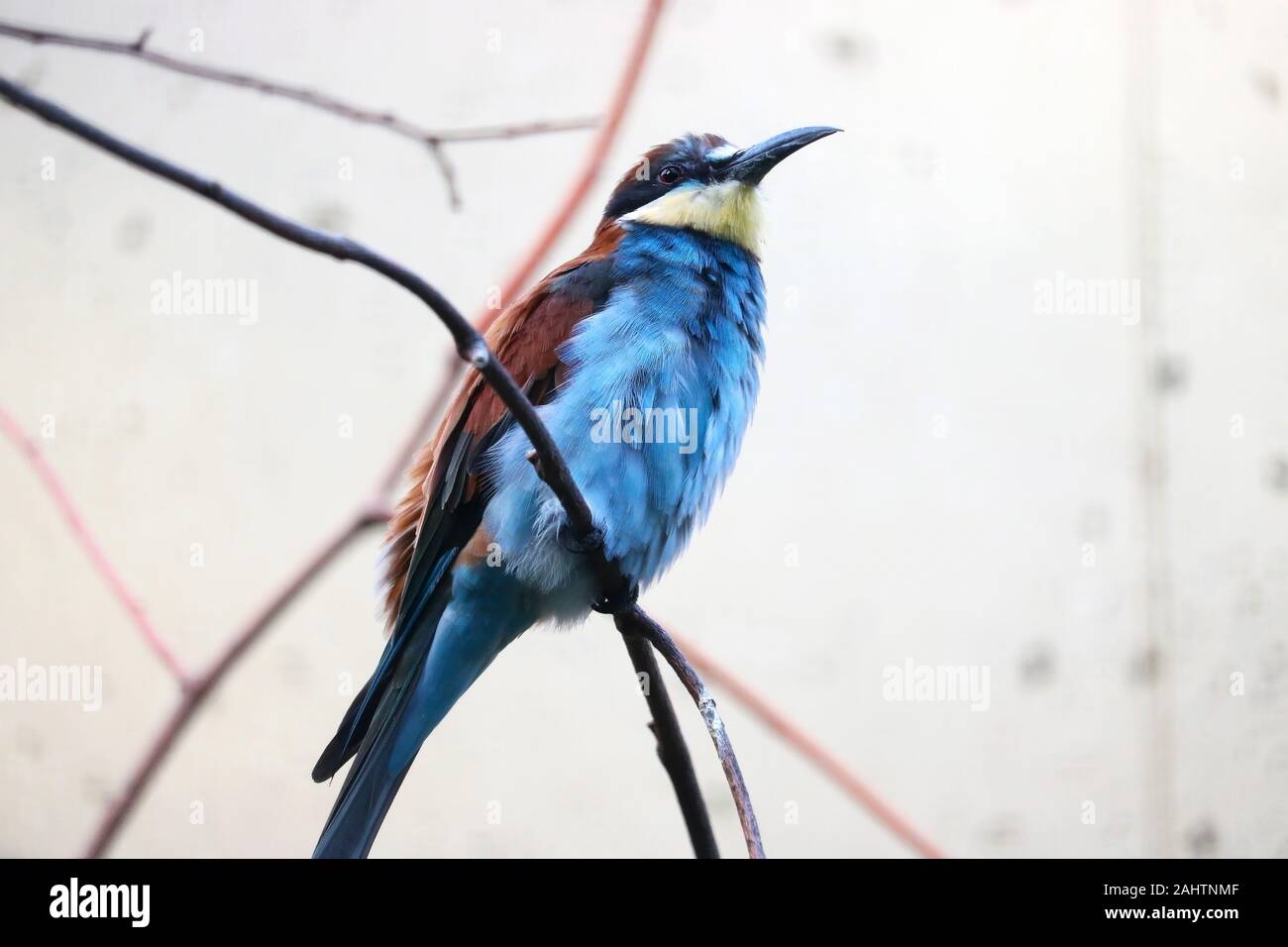 Europeo coloratissimo gruccione Merops apiaster seduto su un ramo Foto Stock