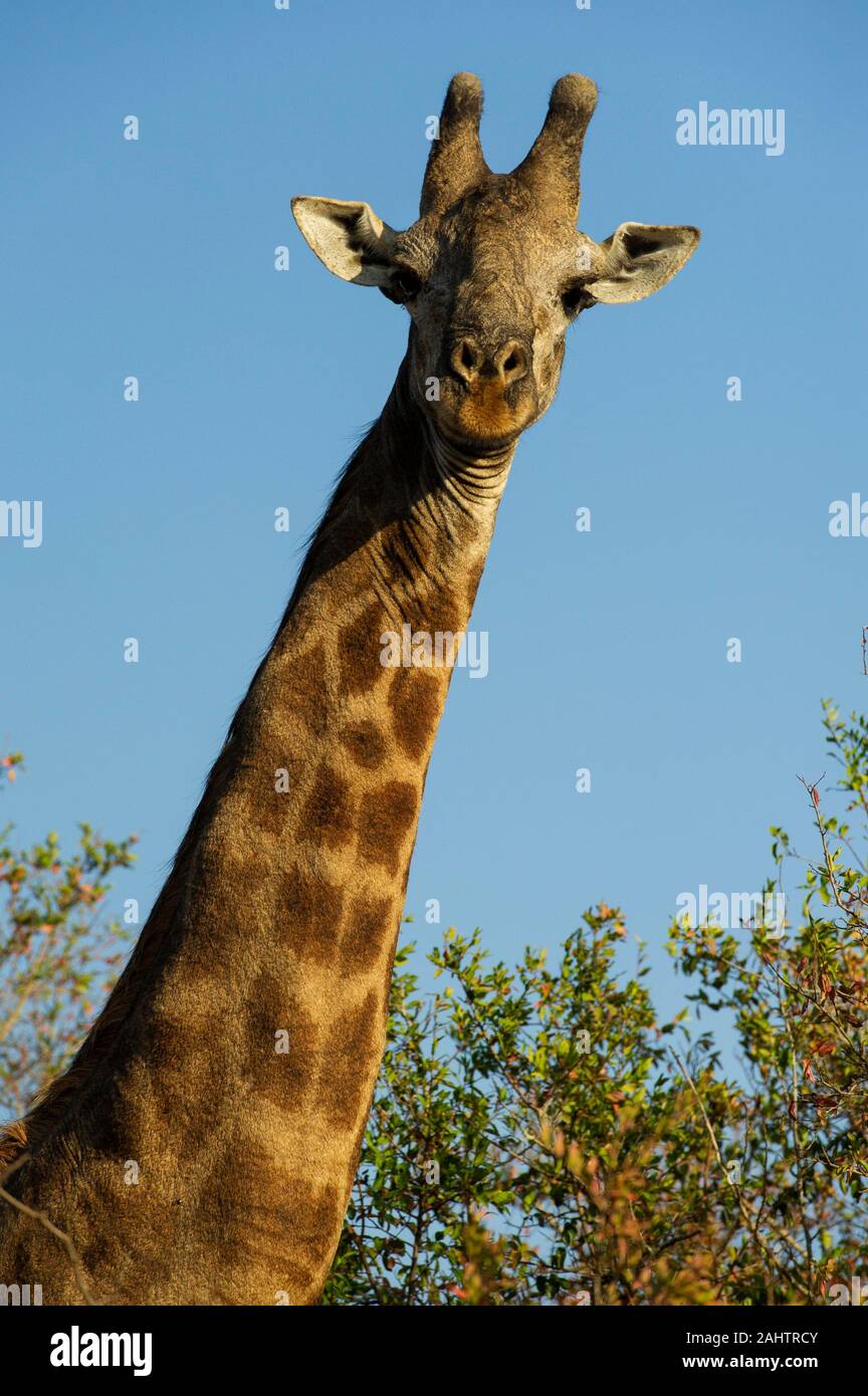 Giraffa meridionale, Giraffa camelopardalis giraffa, thuja Thuja Game Reserve, Sud Africa Foto Stock