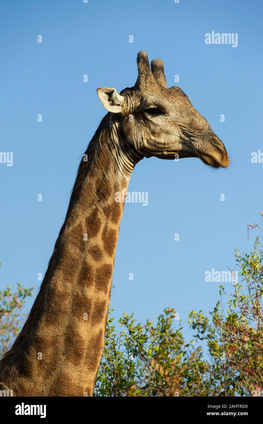 Giraffa meridionale, Giraffa camelopardalis giraffa, thuja Thuja Game Reserve, Sud Africa Foto Stock