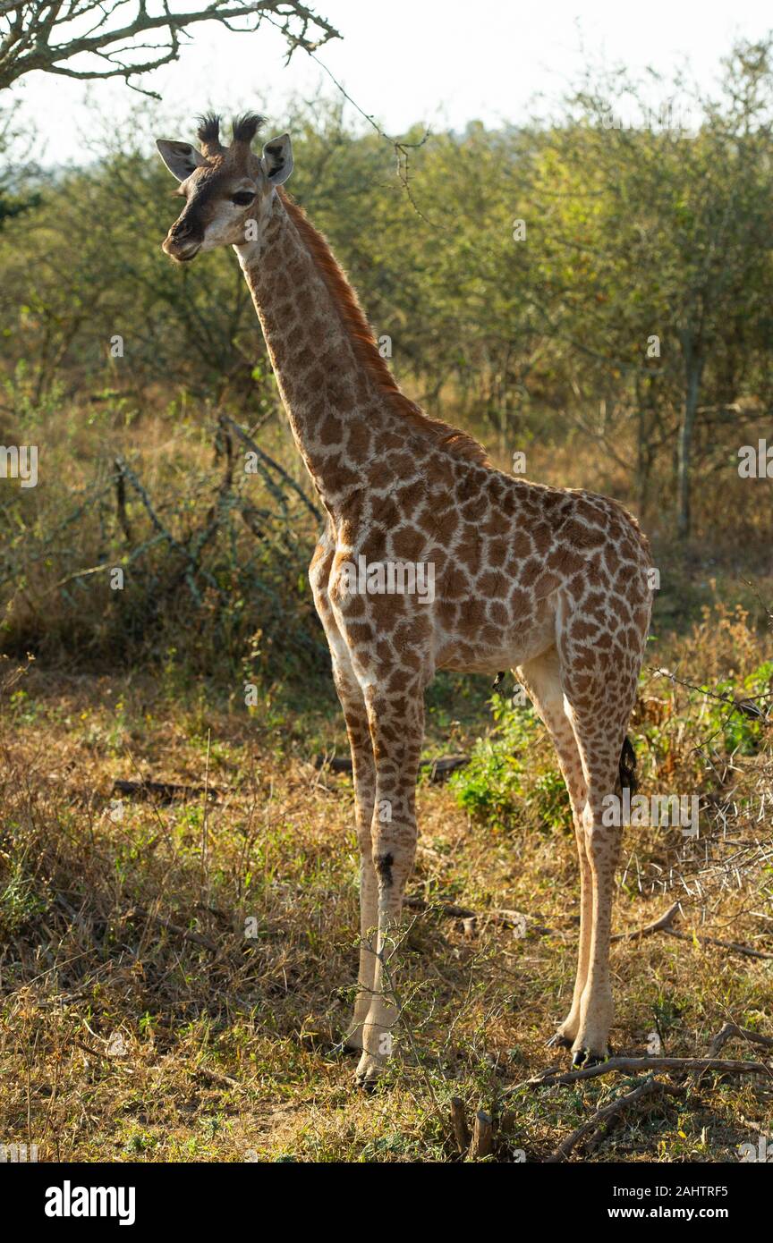 Giraffa meridionale, Giraffa camelopardalis giraffa, thuja Thuja Game Reserve, Sud Africa Foto Stock