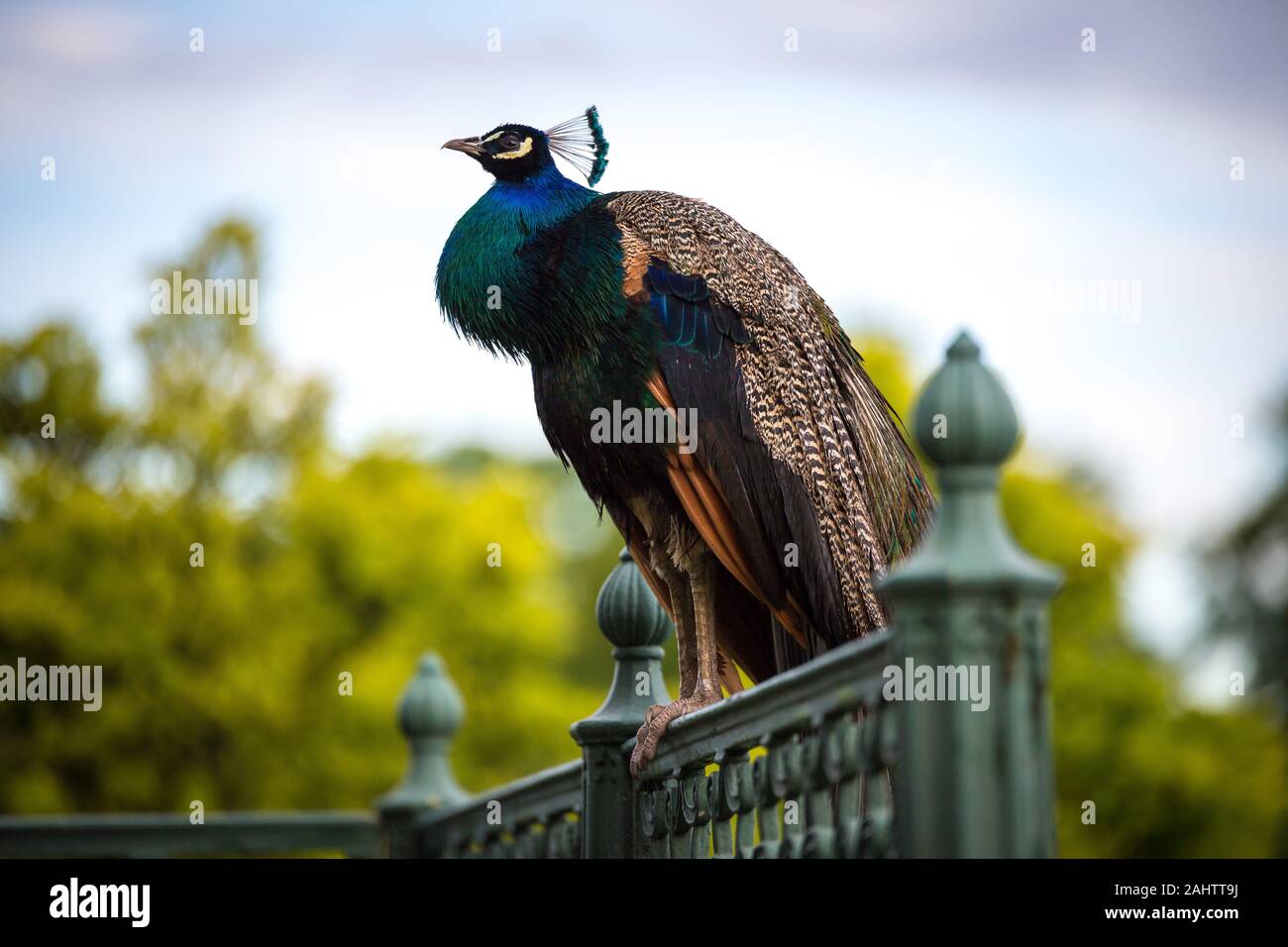 Un bellissimo pavone seduto sulla ringhiera di metallo Foto Stock