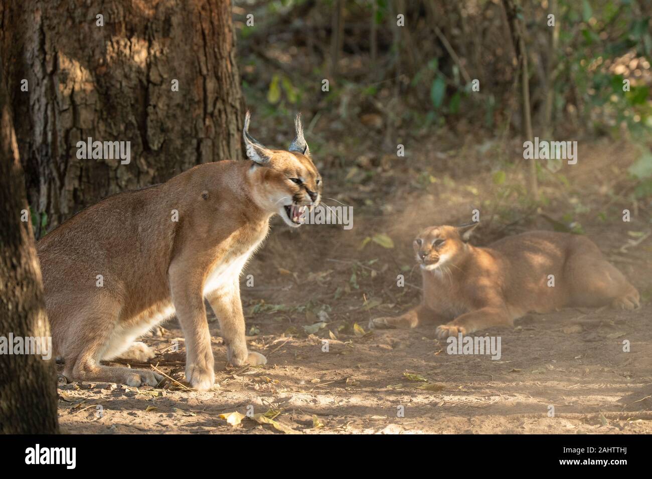 Caracals combattimenti, Caracal caracal Emdoneni, Sud Africa Foto Stock