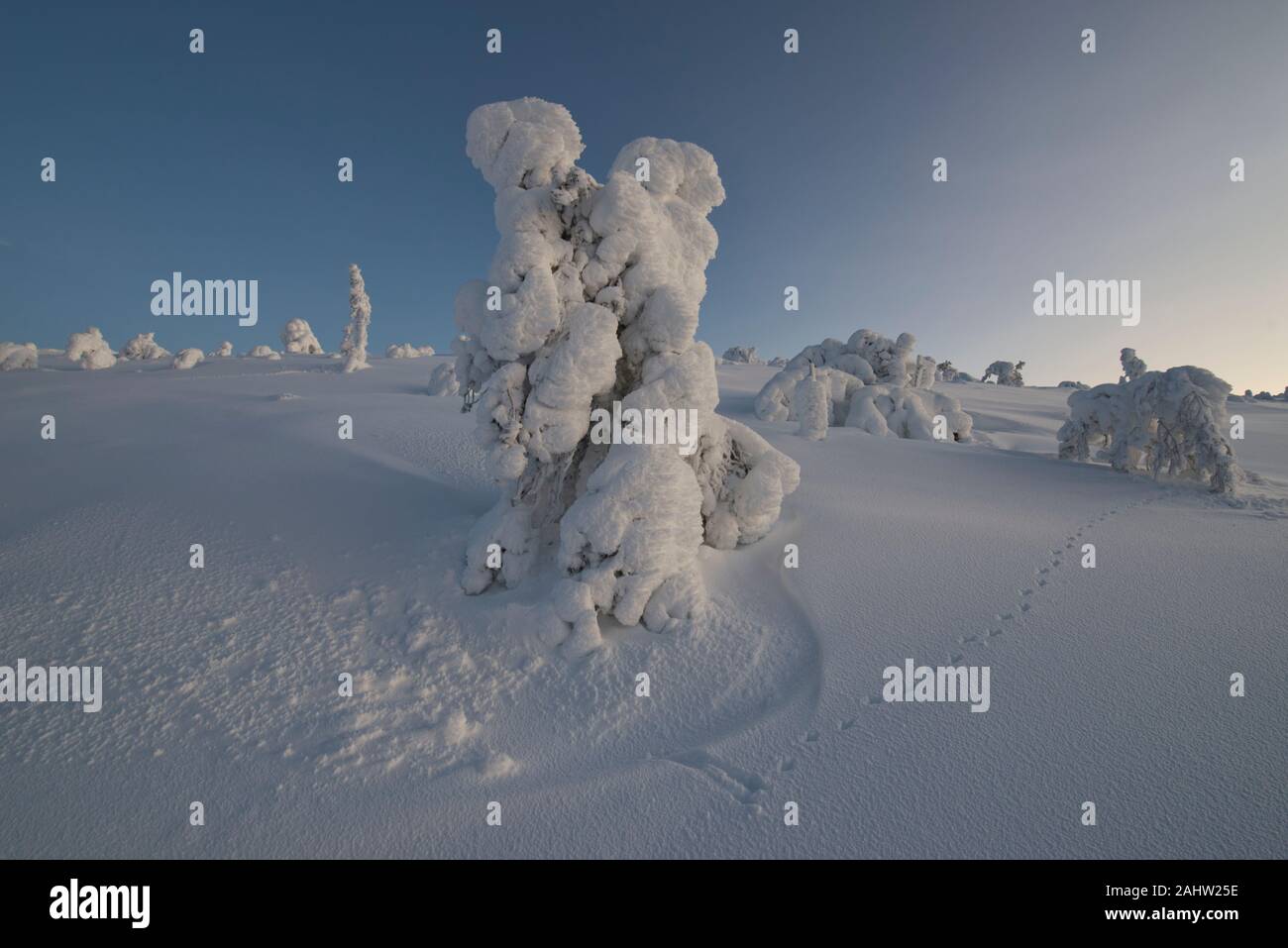 Scena invernale in Lommoltunturi cadde in Pallas-Yllästunturi Parco Nazionale in Muonio, Lapponia, Finlandia Foto Stock