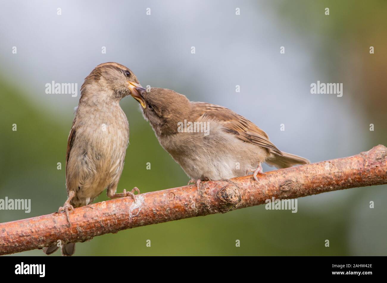 Casa passero, Passer domesticus, piccolo uccello marrone, alimentando un bambino sotto il sole in un giardino inglese. Foto Stock