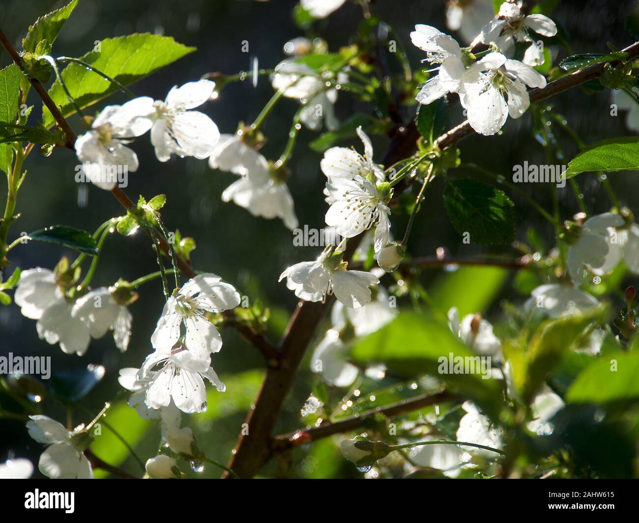 La molla Cherry Blossoms sotto la pioggia , fiori di colore rosa sullo sfondo Foto Stock