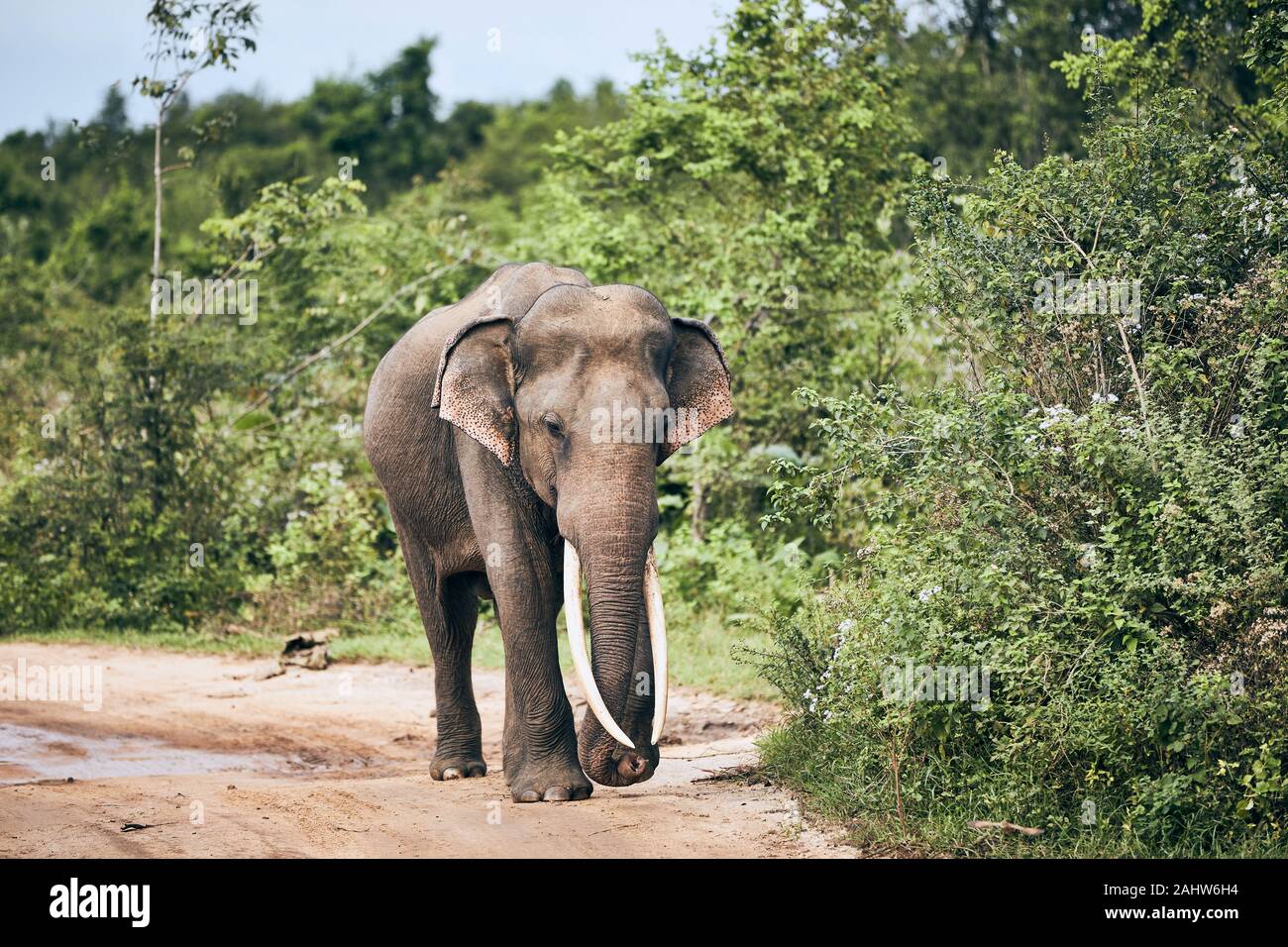 Majestic elephant con zanne lunghe passeggiate sulla strada sterrata. La fauna animale in Sri Lanka. Foto Stock