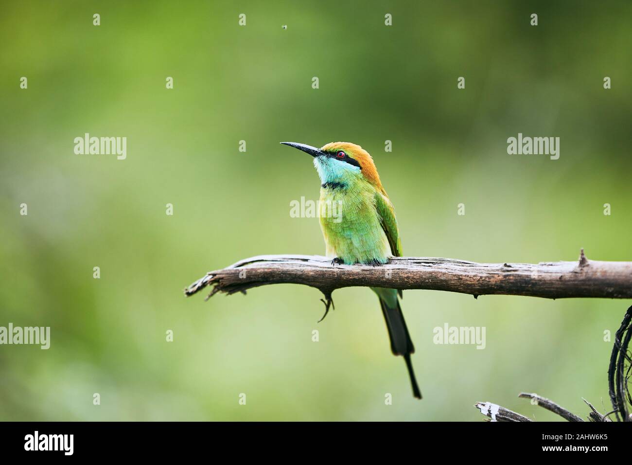Green bee eater seduta sul ramo. Uccello colorato nella natura selvaggia, Sri Lanka. Foto Stock