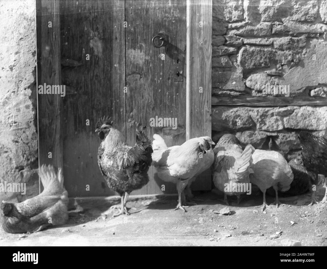 Le galline e il gallo in una fattoria porta, adottate in Turchia ottomana. Fotografia datata intorno al 1910-1920. Copiare da a secco la piastra di vetro originari dall'Herry W. Schaefer collezione. Foto Stock