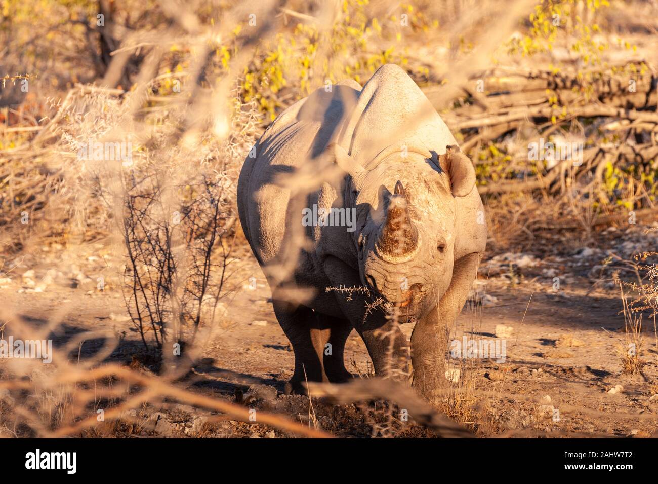 Un rinoceronte nero - Diceros simum- mangiare scrubs sulle pianure del Parco Nazionale di Etosha, Namibia, durante il tramonto Foto Stock