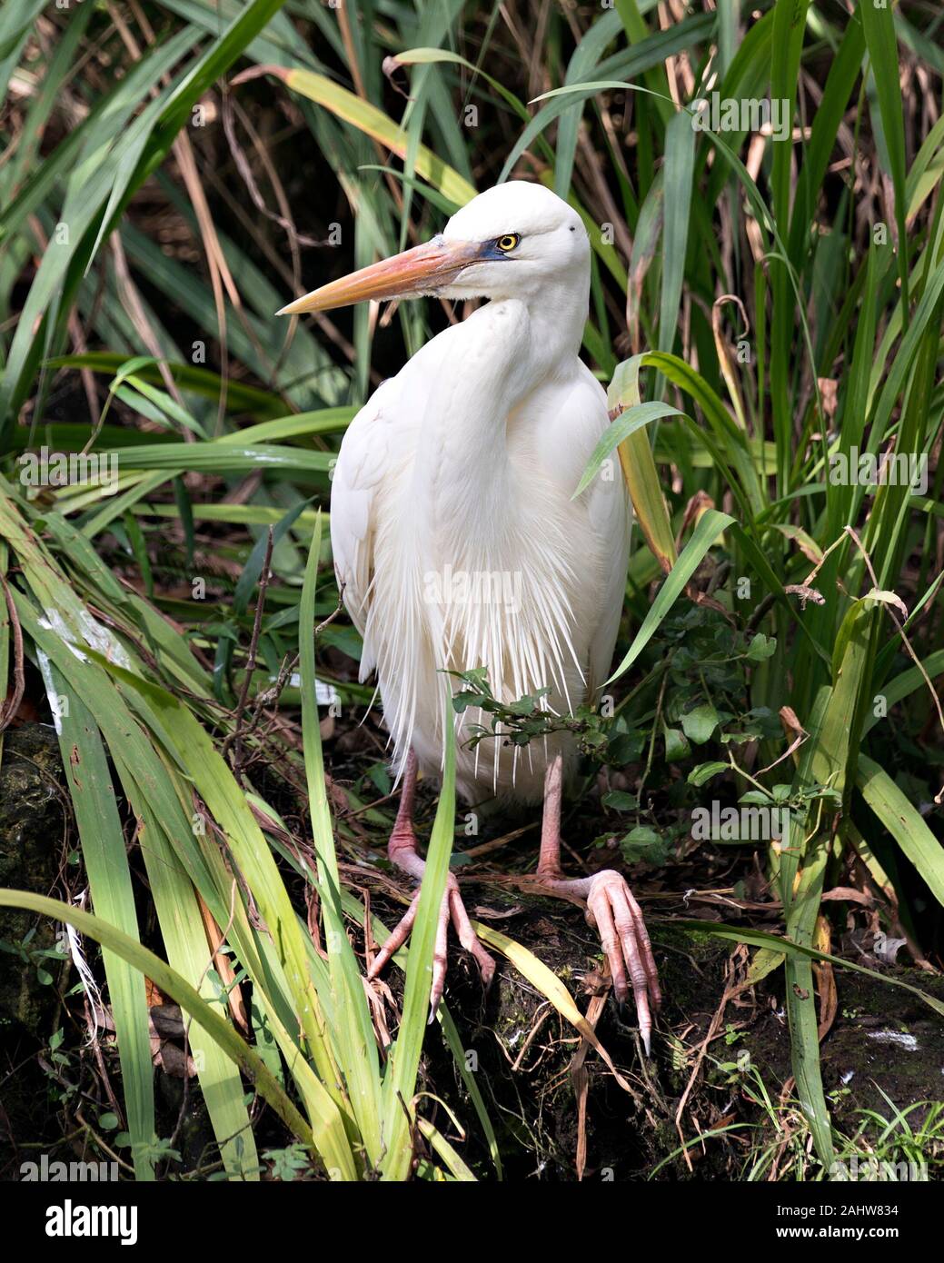 Airone bianco bird close-up vista di profilo seduto sul fogliame visualizzazione di piume bianche piumaggio, testa, occhio, becco giallo, lungo collo con una chioma backgro Foto Stock