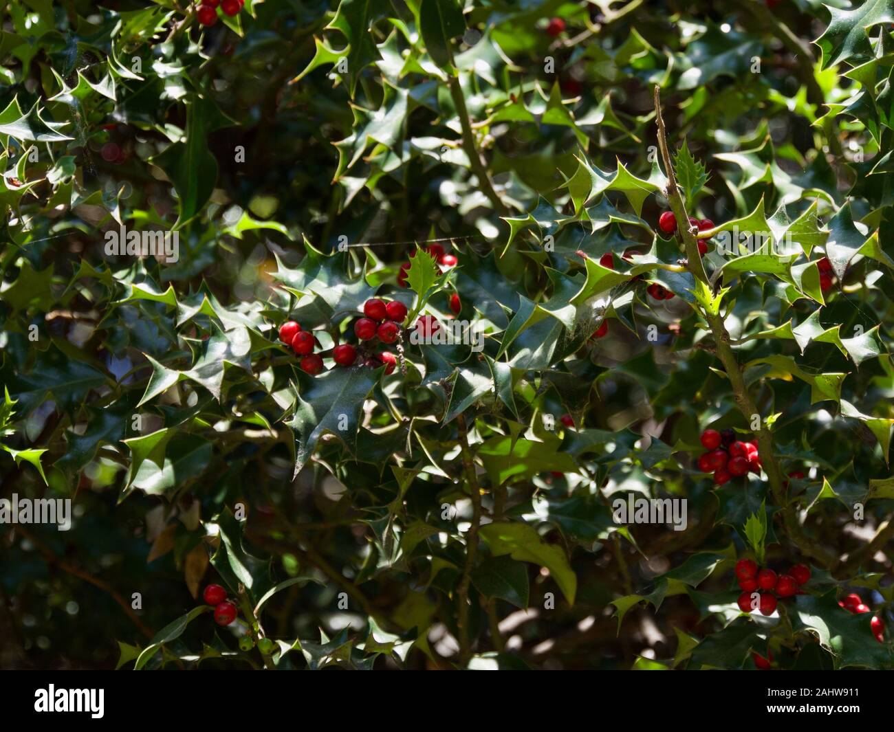 Ij petry, alberi nel parco Vorontsovsky in Crimea, Maggio 2019 Foto Stock