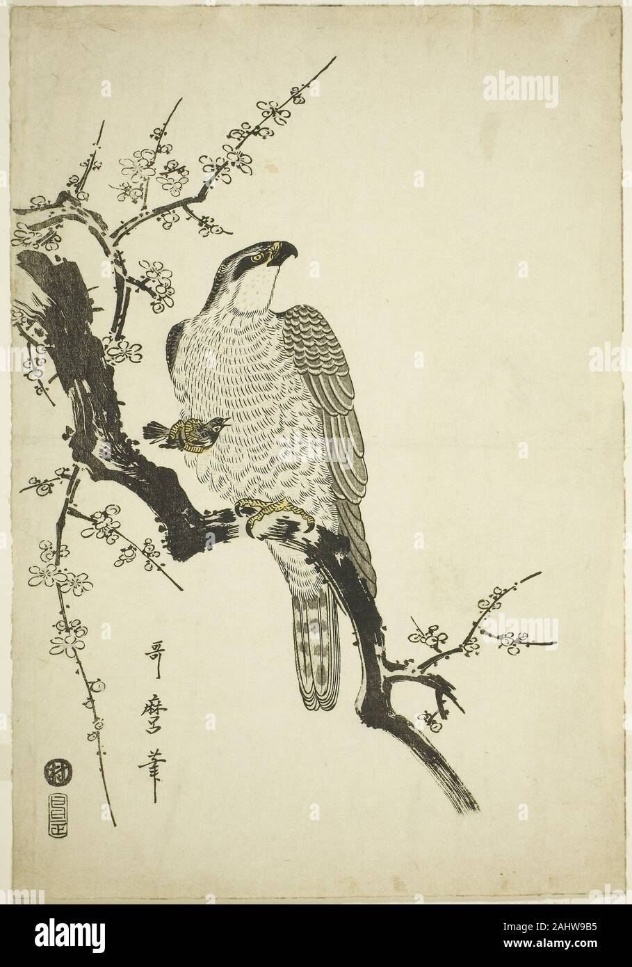 Kitagawa Utamaro. Hawk in un ramo di prugna. 1800. Il Giappone. Colore stampa woodblock; aiban Foto Stock Kitagawa Utamaro. Hawk in un ramo di prugna. 1800. Il Giappone. Colore stampa woodblock; aiban Foto Stock