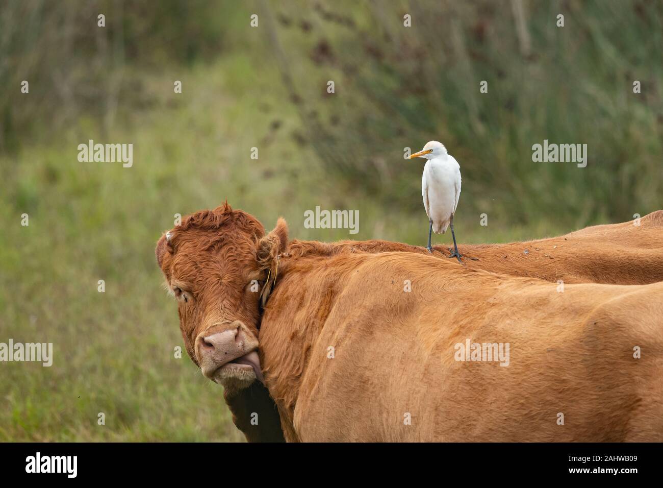 Un Western Airone guardabuoi (Bubulcus ibis) in piedi su una mucca marrone (Grado, Italia) Foto Stock