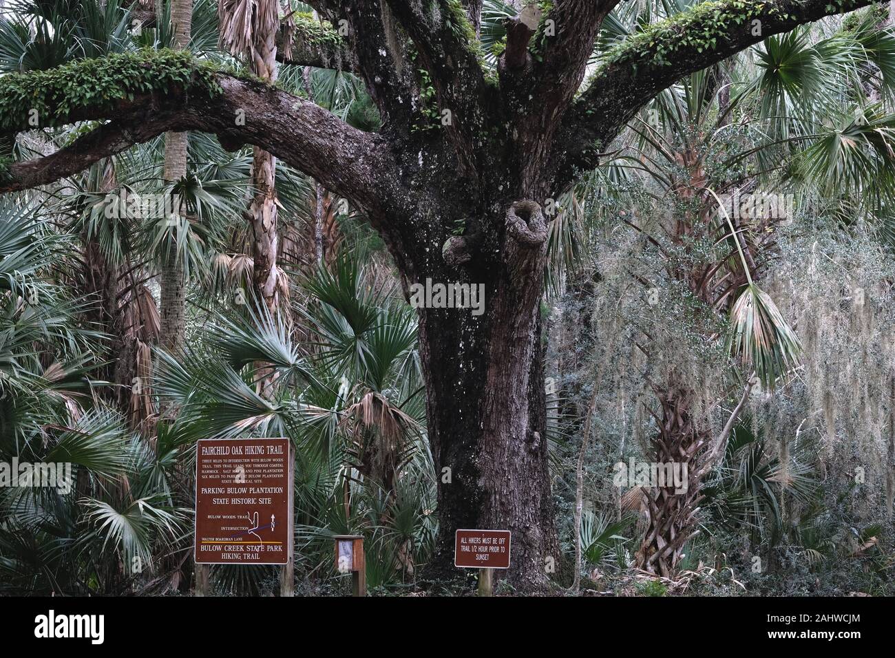 Bulow Creek State Park in Florida Foto Stock
