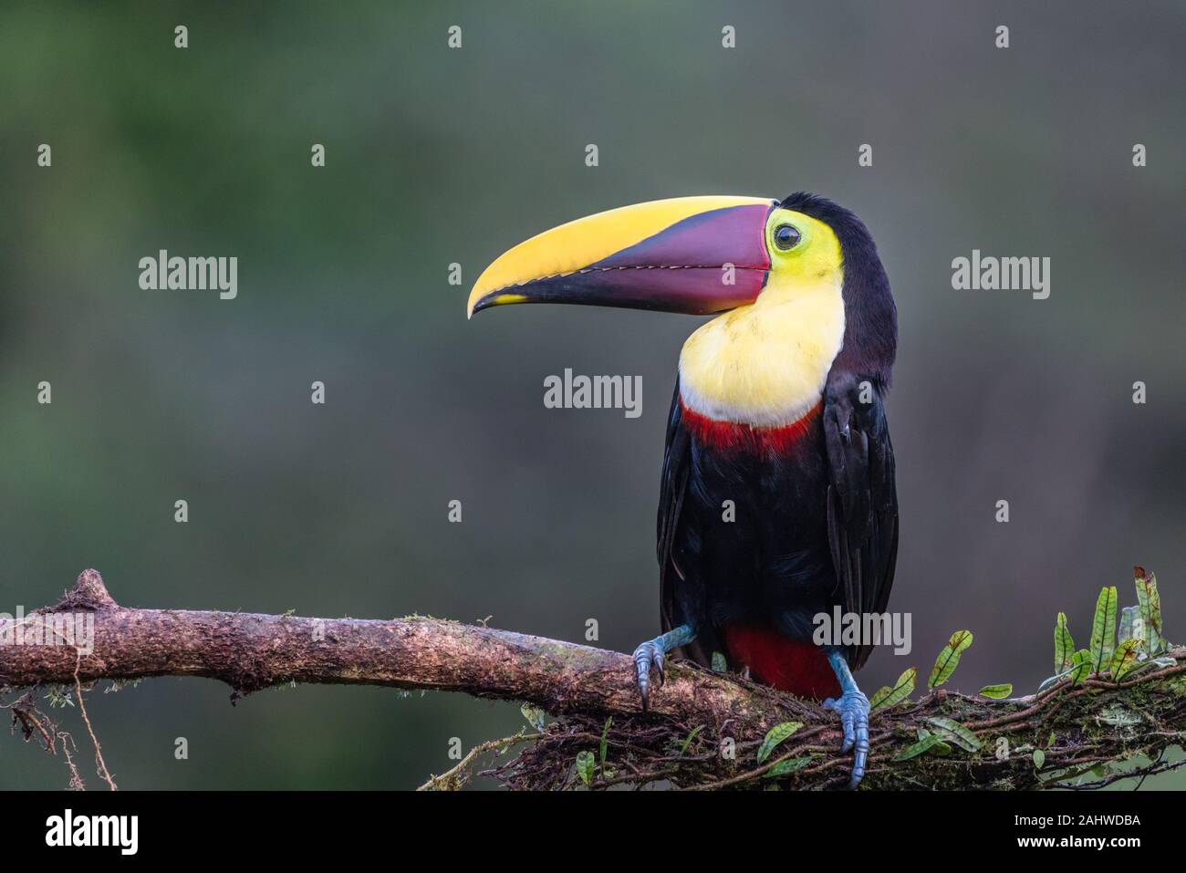 Un toucan dal colore giallo (Ramphastos ambiguus) è appollaiato su un ramo di albero a Laguna del Lagarto, Costa Rica Foto Stock