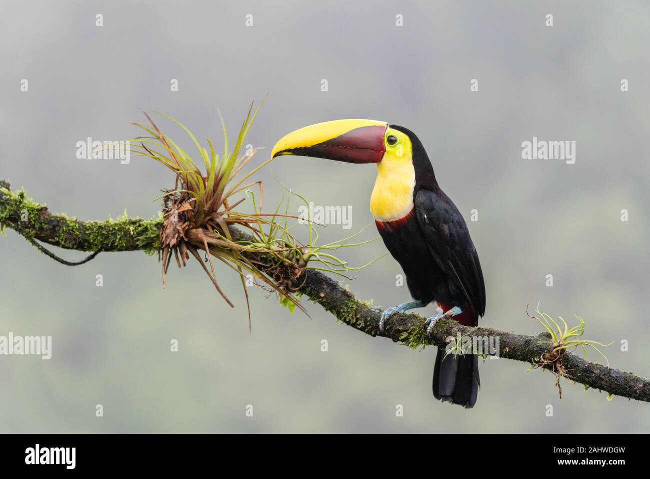 Un toucan dal colore giallo (Ramphastos ambiguus) è appollaiato su un ramo di albero a Laguna del Lagarto, Costa Rica Foto Stock