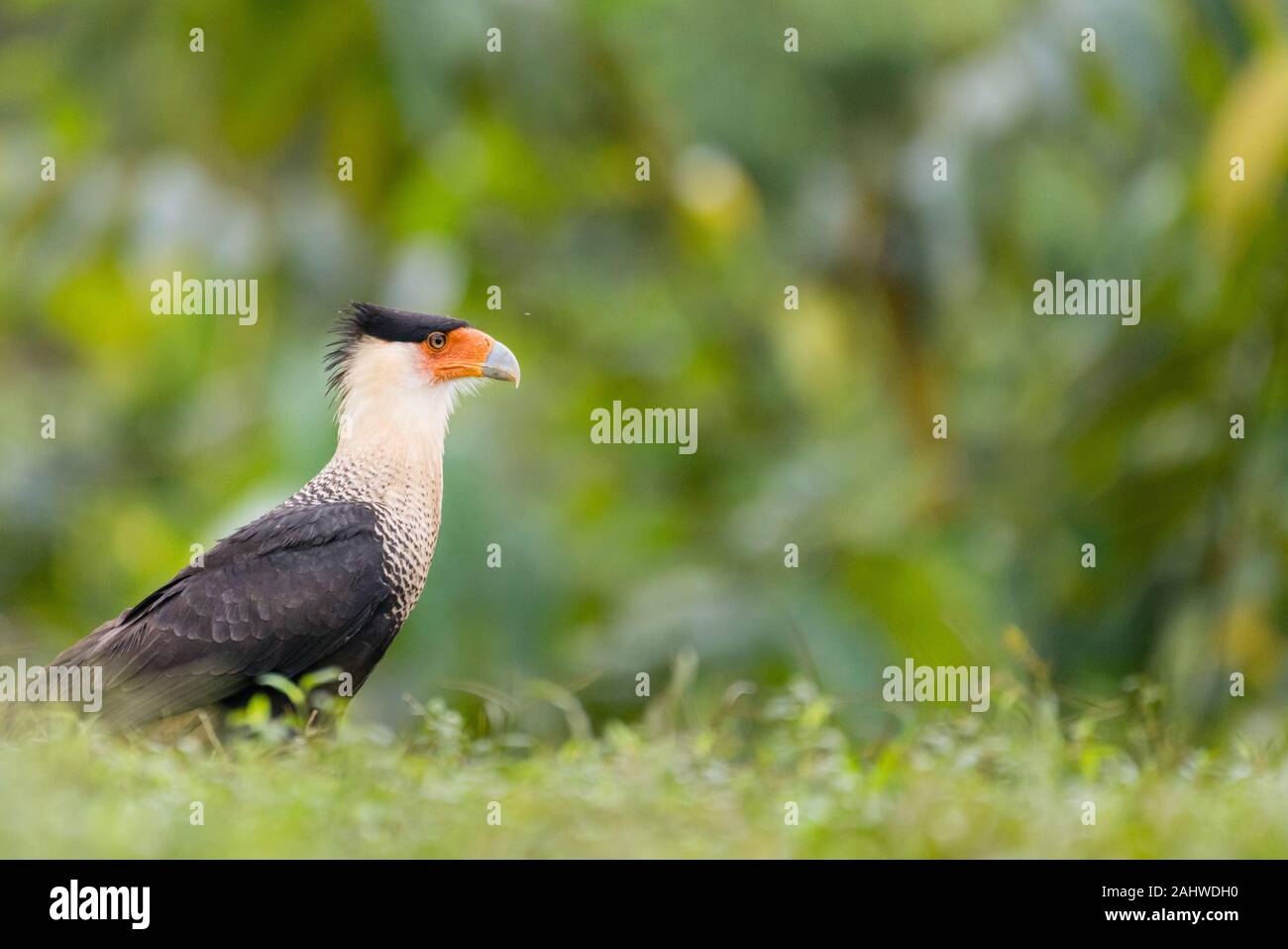 Caracara (Caracara Cheriway), Laguna Del Lagarto, Costa Rica Foto Stock