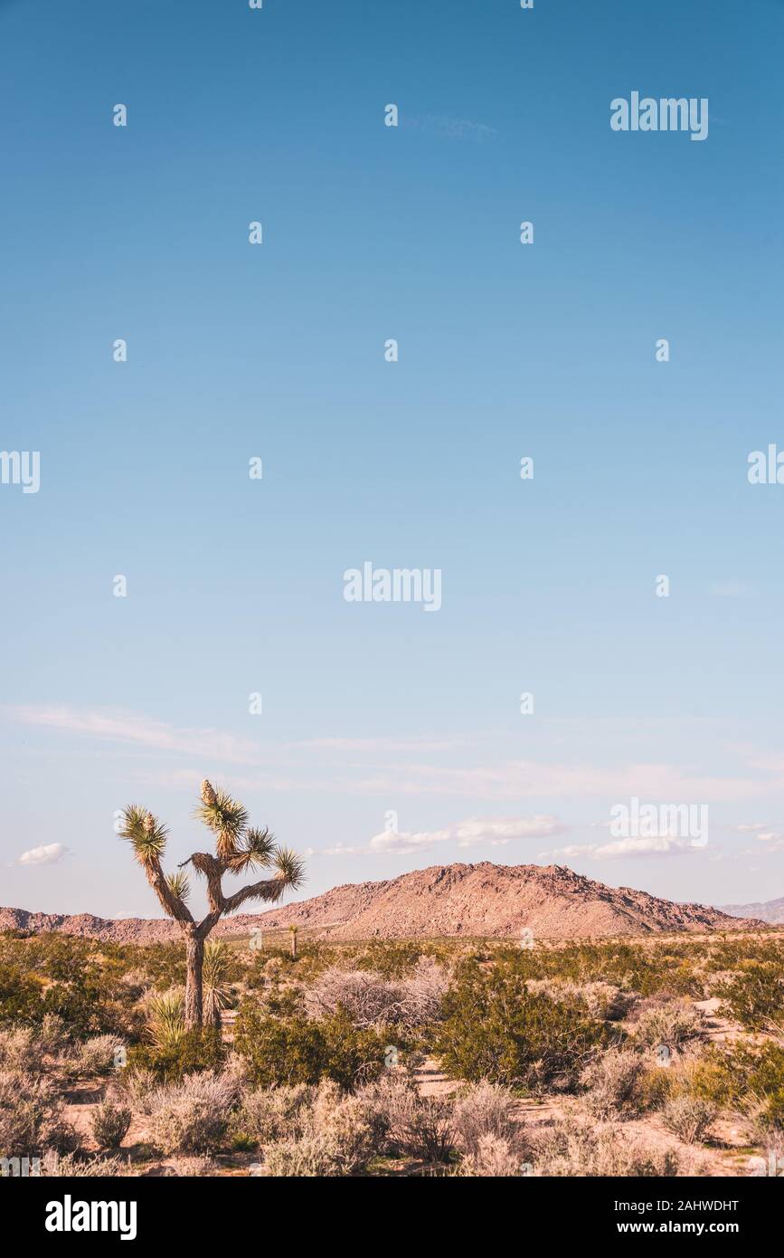 Il paesaggio del deserto in Yucca Valley, California Foto Stock