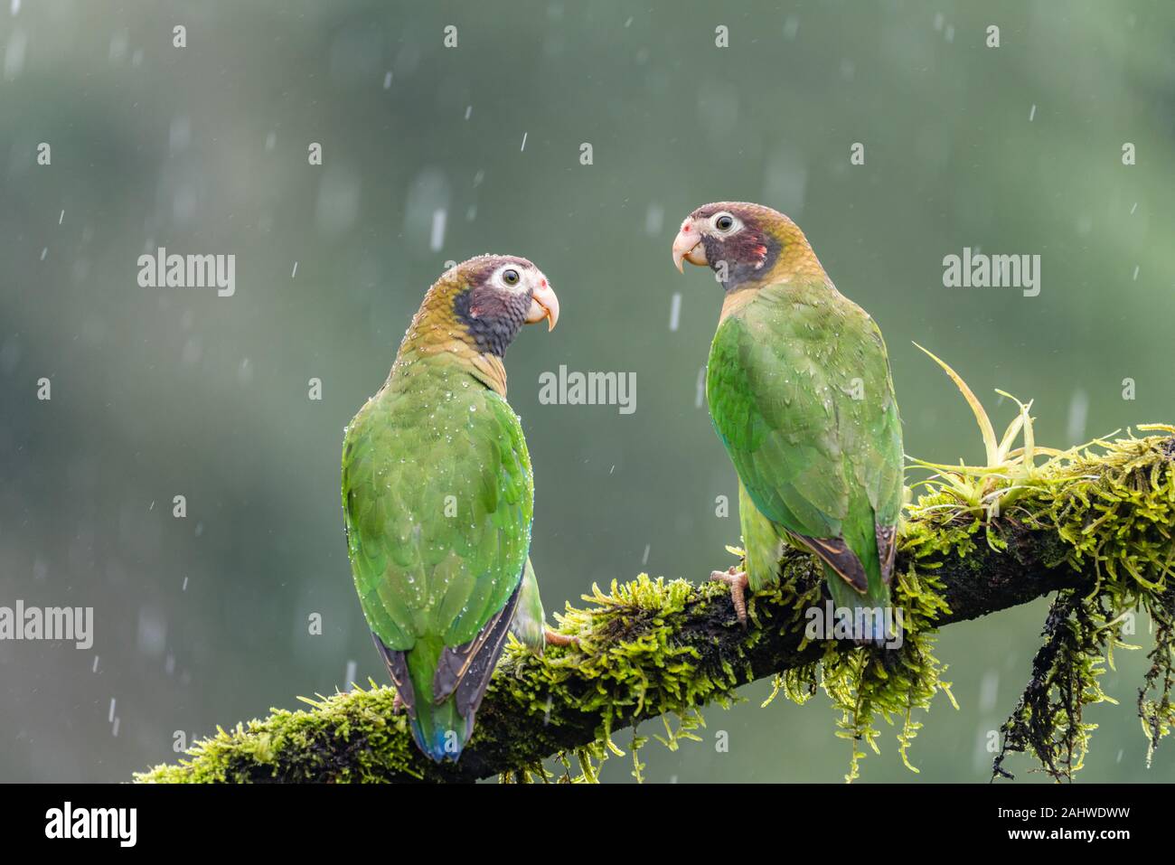 Un paio di pappagallo con cappuccio marrone (Pyrilia haematotis) perch su un ramo di albero sotto la pioggia in Laguna del Lagarto, Costa Rica Foto Stock