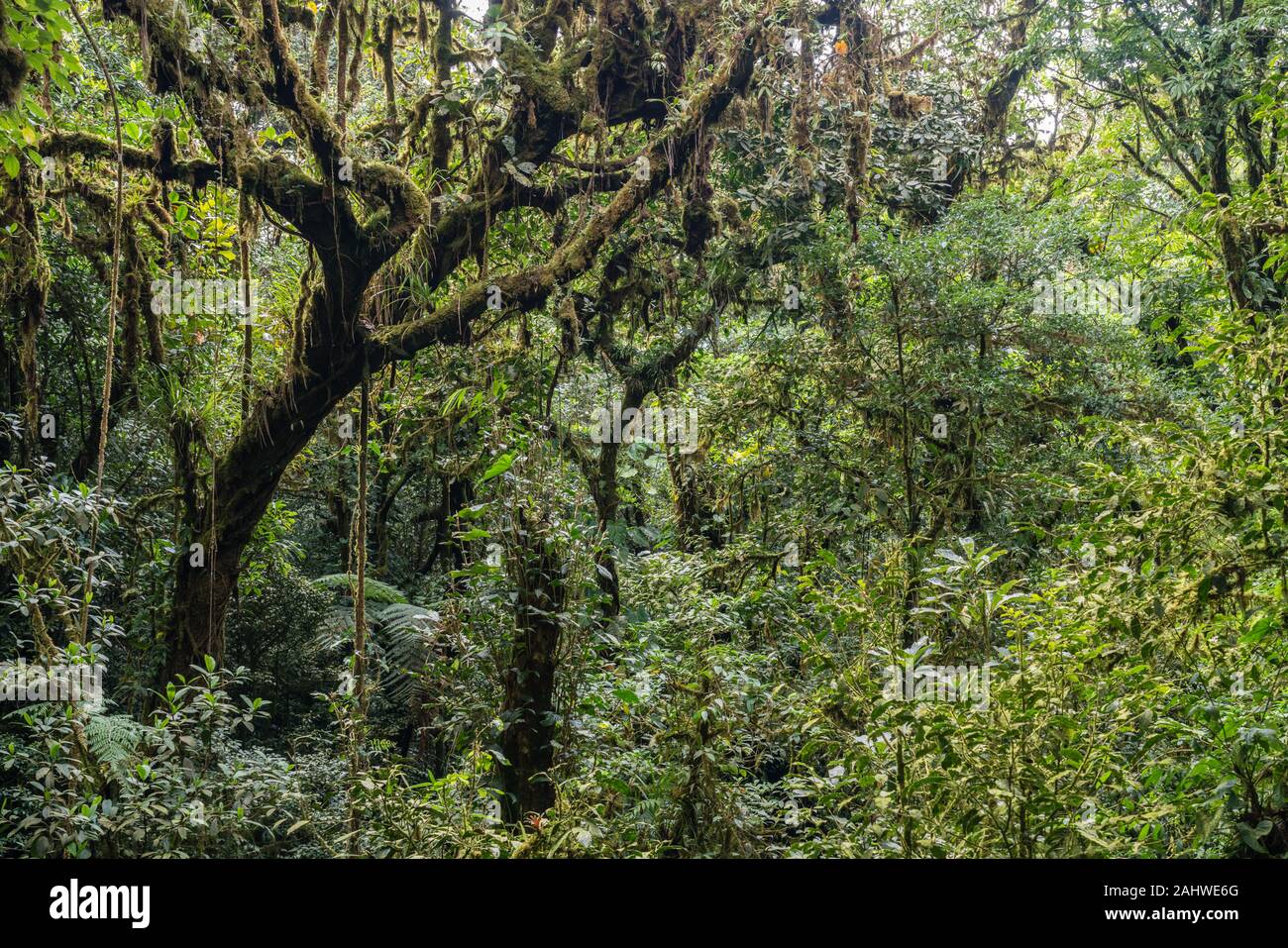 Tettoia della foresta di nubi, Monteverde Cloud Forest Reserve, Costa Rica Foto Stock
