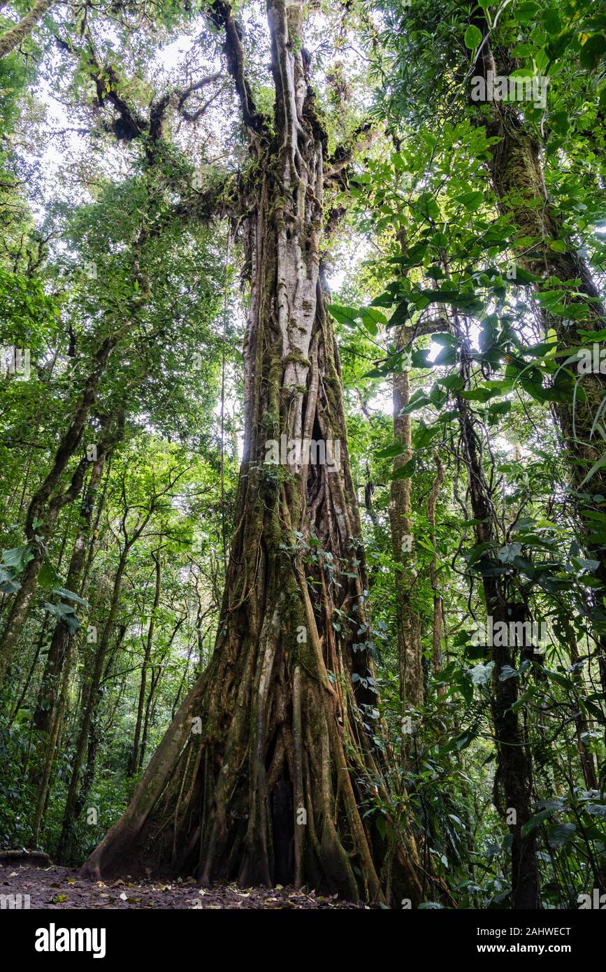 Strangler fig intorno ad un albero ospite morto nella riserva della foresta di Monteverde Cloud, Costa Rica Foto Stock