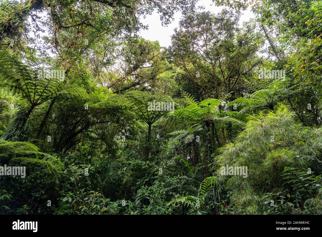 Ampio angolo di ripresa degli alberi e felci a Monteverde Cloud Forest Reserve, Costa Rica. Foto Stock