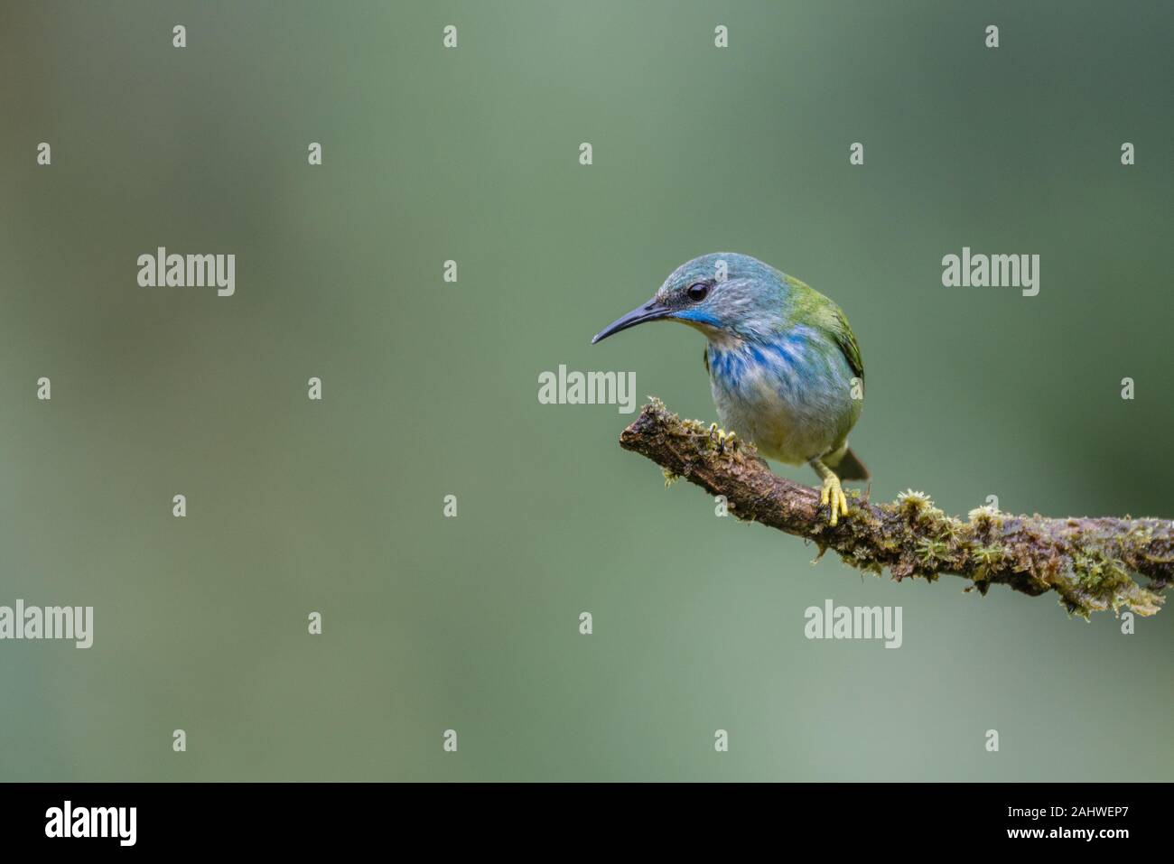 Una femmina luccidus (Cyanerpes lucidus) è appollaiata su un ramo di albero a Laguna del Lagarto, Costa Rica. Foto Stock