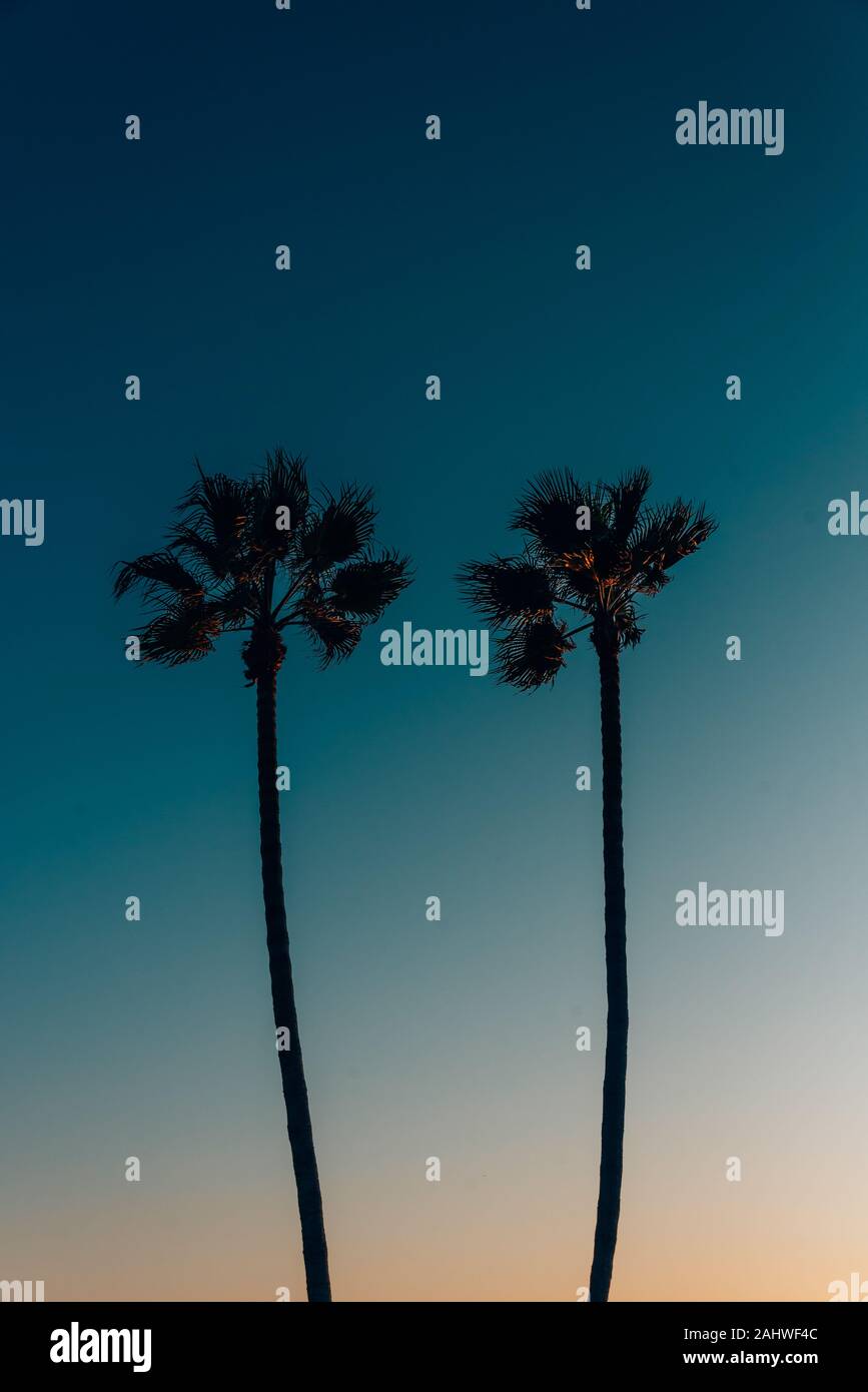 Palme al tramonto a Manhattan Beach in California Foto Stock
