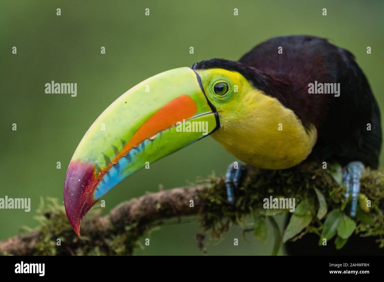 Un toucan chiglia-fatturato (Ramphastos sulfuratus) si appoggia in avanti mentre si perching su un ramo di albero in Laguna del Lagarto, Costa Rica Foto Stock