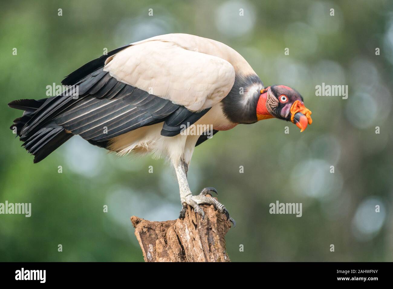 Grande Vulture Adulto (Sarcoranfus Papa), Laguna Del Lagarto, Costa Rica Foto Stock