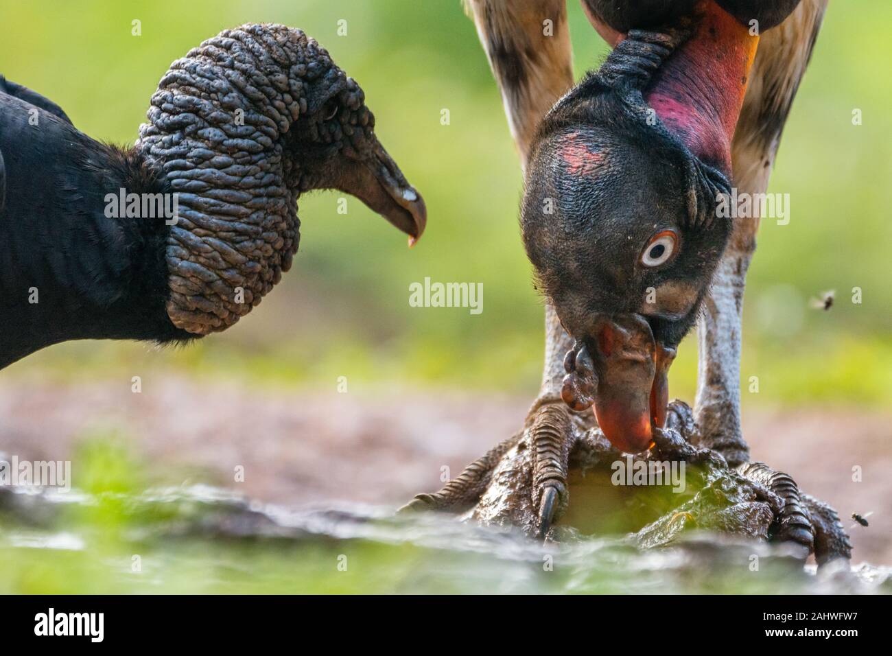 La Vulture del re giovanile (Sarcoranfus papa) si nutre su un carrion mentre un avvoltoio nero (Coragyps atatus) orologi, Laguna del Lagarto, Costa Rica Foto Stock