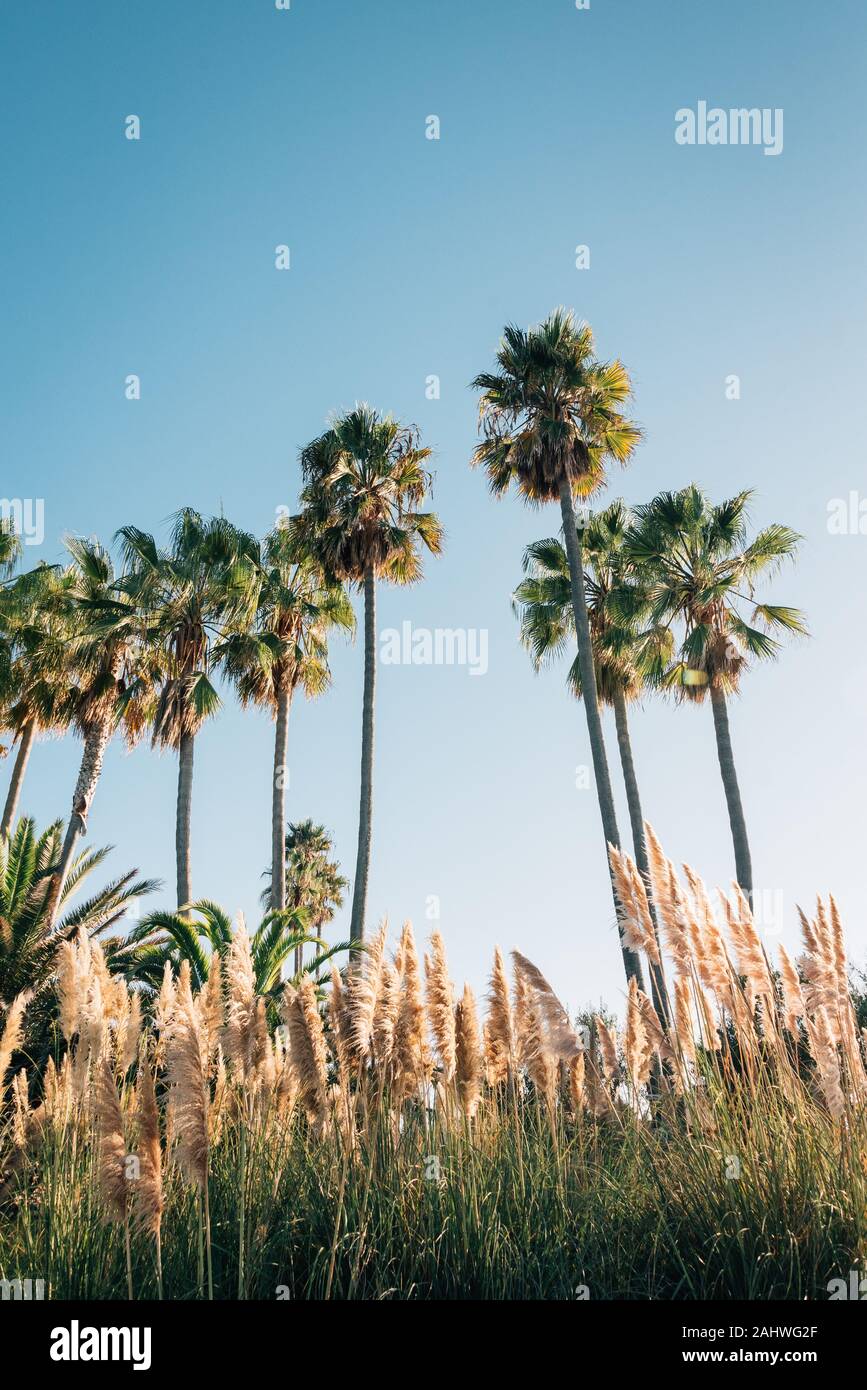Le palme in Rancho Palos Verdes, California Foto Stock