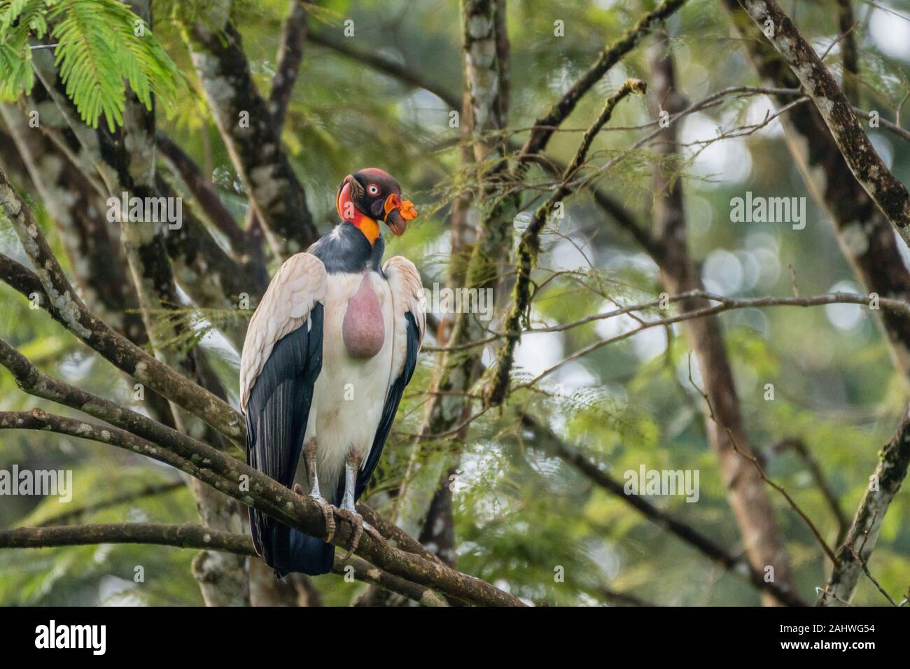 Grande Vulture Adulto (Sarcoranfus Papa), Laguna Del Lagarto, Costa Rica Foto Stock