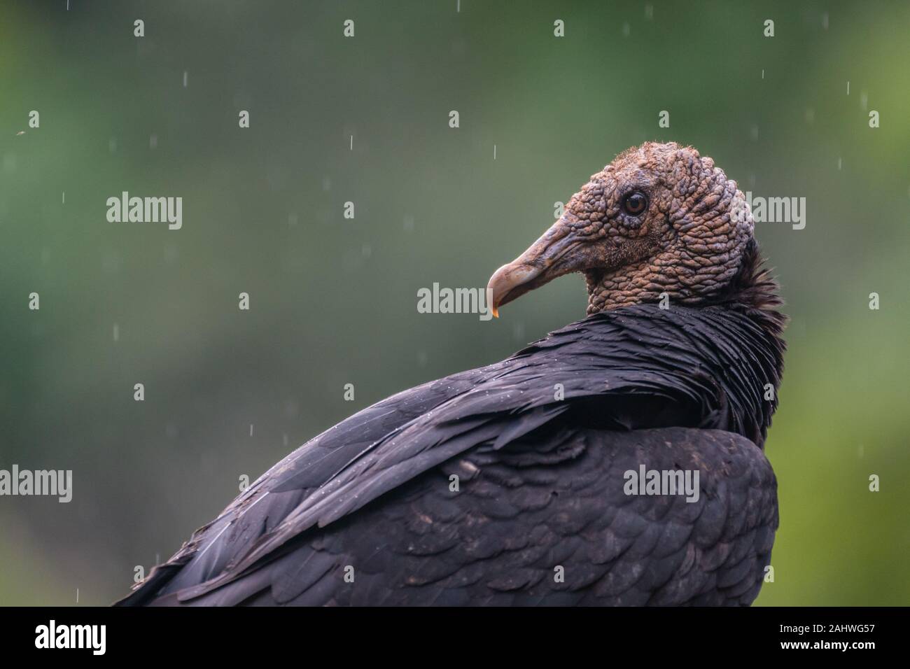 Un avvoltoio nero (Coragyps atatus) sotto la pioggia, Laguna del Lagarto, Costa Rica Foto Stock