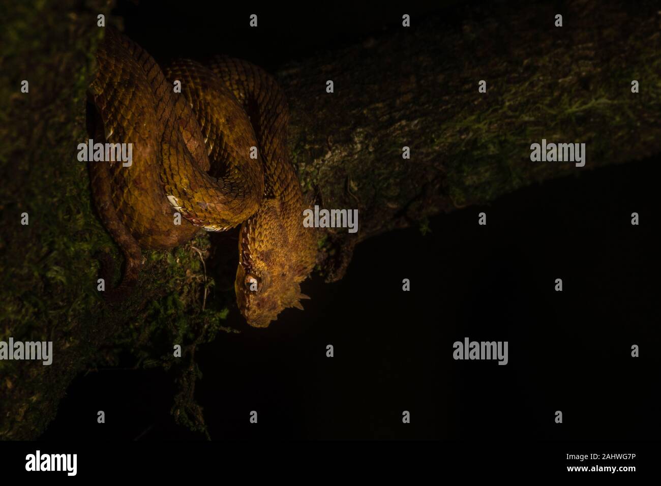 Un vipera di ciglia marrone (Botriechis schlegelii) su un albero nel Parco Nazionale del Vulcano Arenal, Costa Rica Foto Stock