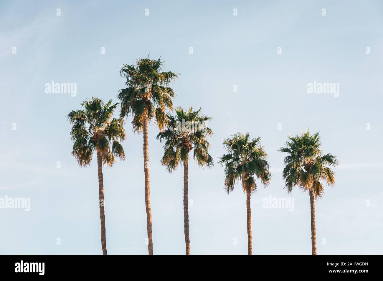Le palme in Palm Springs, California Foto Stock