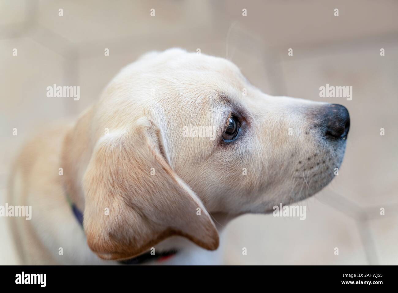 Ritratto di giallo labrador retriever cucciolo, vista laterale e macro. Cane  è appena arrivato a casa dei nuovi proprietari, un po' stupito e ha  lasciato perplessi loo Foto stock - Alamy