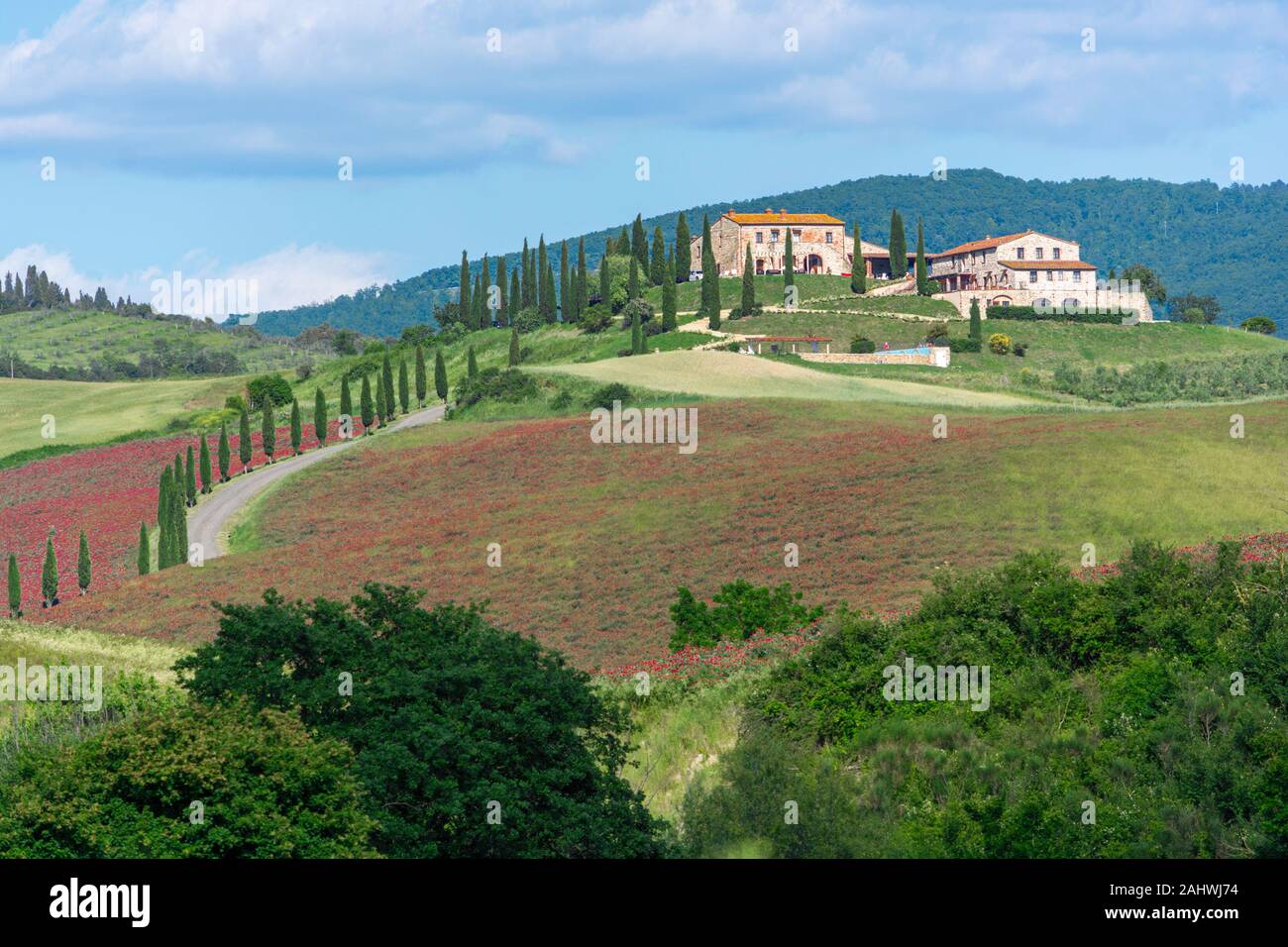 Tipico paesaggio della Toscana (Italia), che mostra la caratteristica di cipressi Foto Stock
