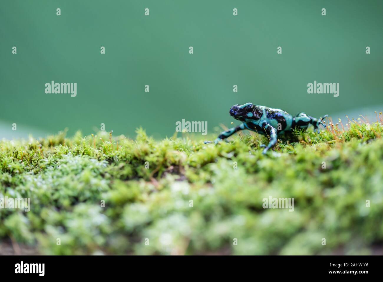 Il verde e nero poison dart (rana Dendrobates auratus) in un ambiente controllato. Laguna del Lagarto, Costa Rica. Foto Stock